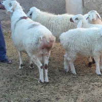 بره نر برا قوچی|حیوانات مزرعه|قهستان, |دیوار