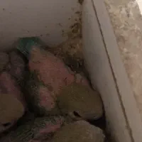 تعدادی طوطی کوتوله خونگی