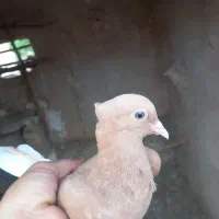 کبوتر ماده زرد