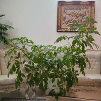گل یوکا و شفلر|گل و گیاه طبیعی|مشهد, ویلاشهر|دیوار