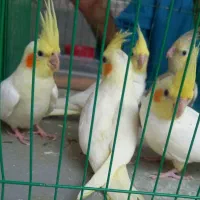 عروس هلندی|پرنده|یزد, |دیوار