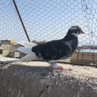 کبوتر تهرونی نر
