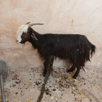 تیربز ترکی|حیوانات مزرعه|مسجد سلیمان, |دیوار