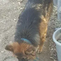 سک ژرمن اصل مو بلند دو رنک