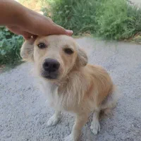 سگ .|سگ|شیراز, جمال آباد|دیوار
