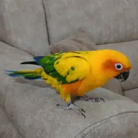 طوطی خورشیدی (سان کانور) پشت زرد|پرنده|ری, اقدسیه|دیوار