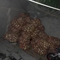 مقداری‌ پیاز زرد  دارم کسی خواست  درخدمتم