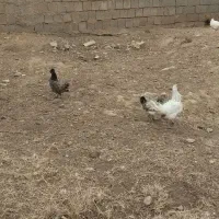 سلام تعداد ۱۱ عدد مرغ کرچ شو