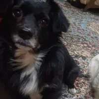 گمشده سگ در افراکتی مهدی آباد جاده شیخ رجه