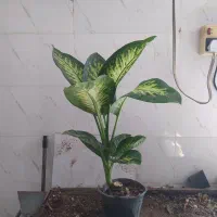 گل و گیاه دیفن|گل و گیاه طبیعی|اهواز, سیصد دستگاه|دیوار