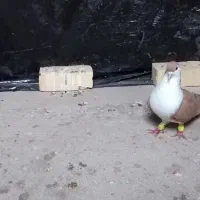 کبوتر