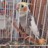 فروش عروس هلندی
