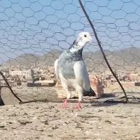 کبوتر نر|پرنده|زاهدان, |دیوار