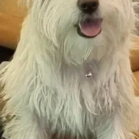 واگذاری رایگان سگ