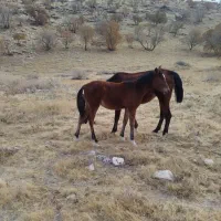 مادیان با کره مادیان