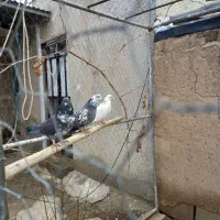 فروش تعدادی کبوتر|پرنده|رزن, |دیوار