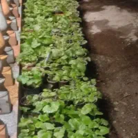 گل سینره همه رنگ میدان کبوتر همه 5هزار