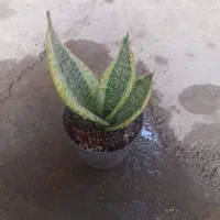 سانسوریا زیبا