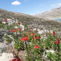 پیکان خراب انژکتر مدل ۸۱ فقط تماس