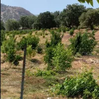 سرکارگر کشاورزی