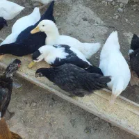 اردک|حیوانات مزرعه|جوانرود, |دیوار