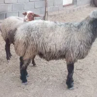 کوهه قوچ ترکی مخصوص بذر