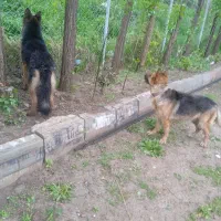 سگ ژرمن