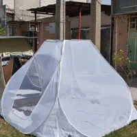 پشه بند