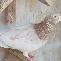 کبوتر سرور|پرنده|بهشهر, |دیوار