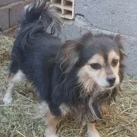 سگ پا کوتاه