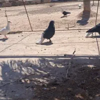 ستانر گردن کلفت پریده