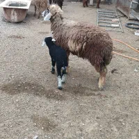 فروش فوری|حیوانات مزرعه|امیدیه, |دیوار