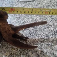 چوب آبنوس|ماهی|مشکیندشت, |دیوار