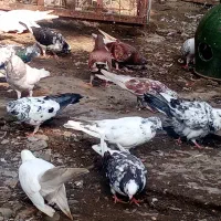 کبوتر پروازی|پرنده|چابکسر, |دیوار