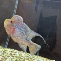 ماهی فلاور هورن ماگما بالغ