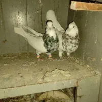 طوق شازده نر شش دنگ کشیده درشت مست|پرنده|مرودشت, رامجرد یک|دیوار