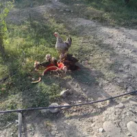 فروش مرغ جملگی