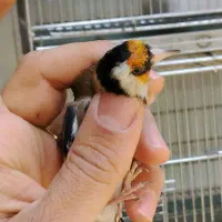 سهره نشون دار|پرنده|تهران, خلیج فارس|دیوار