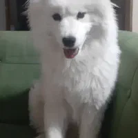 حیوان خانگی فروخته میشود