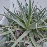 الویه ورا