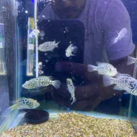 کوبان۹سانت