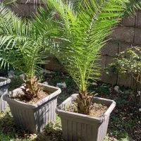 گل نخل فونیکس، سیکاس،یوکا،باباادم،پاپیتال