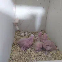 یک جفت عروس لوتینو همراه ۴جوجه