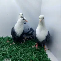 جفت سرسفید با ۳تا نر