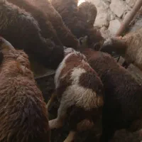 بره فروشی