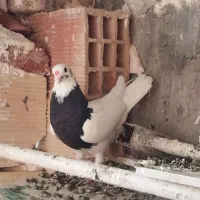 دو عدد طوقی ماده به شرط