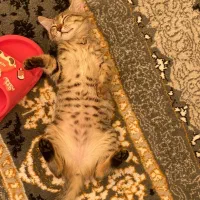 گربه دستی|گربه|شاهین‌شهر, گرگاب|دیوار