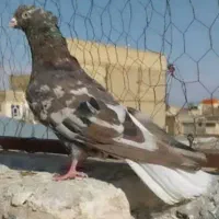 کبوتر دم سفید گمشده یا پیدا شده