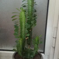 هر سه تا گل باهم فروخته میشه