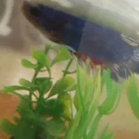 ماهی فایتر|ماهی|قدس, شهرقدس|دیوار